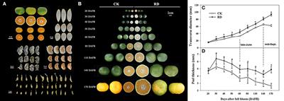 Transcriptome and Metabolome Analyses Provide Insights into the Occurrence of Peel Roughing Disorder on Satsuma Mandarin (Citrus unshiu Marc.) Fruit